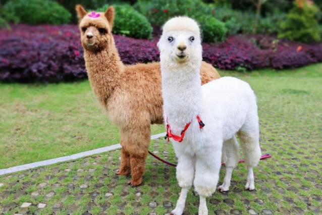 南宁荔园维景国际大酒店图片