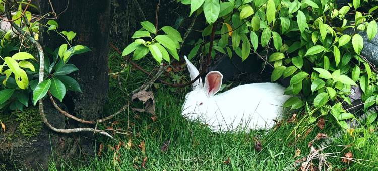 纳布慢时光·萌宠·亲子休闲隐宿(傣族园景区店)图片