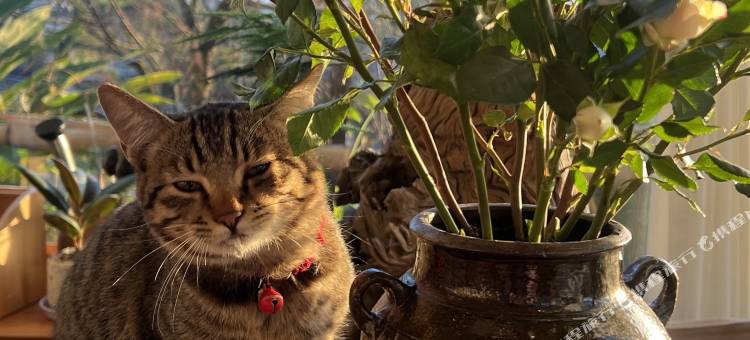 保山望月轩山景民宿(百花岭店)图片