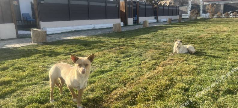 露营私汤庭院度假美宿(沙河大学城店)图片