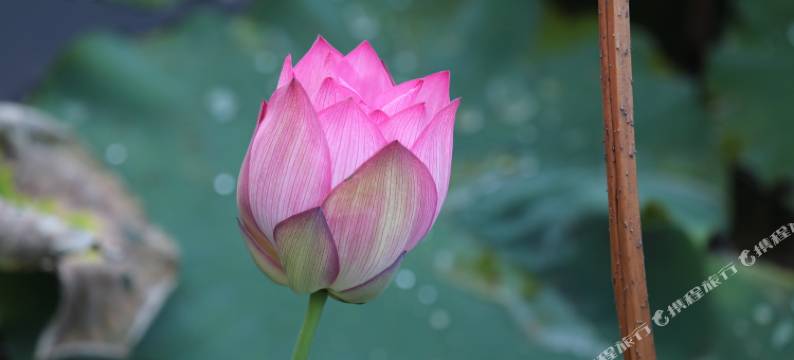 湖畔别院(普者黑店)图片