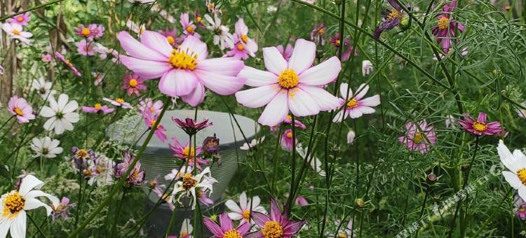 革吉嘉豪生态酒店图片