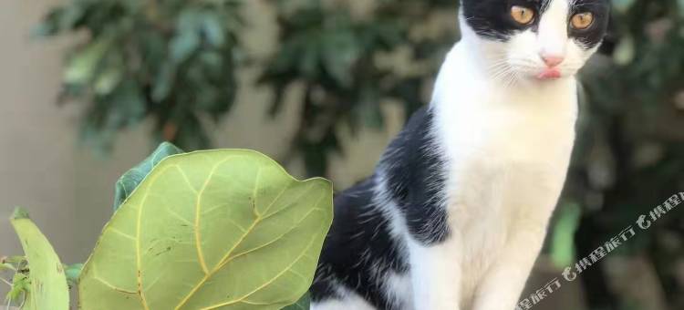 朴鲤别苑(泉州开元寺)图片