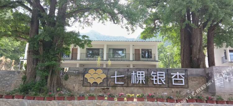 七棵银杏民宿图片