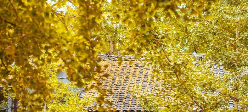 腾冲银杏村清雅轩客栈图片