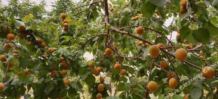 中卫黄河鱼庄图片