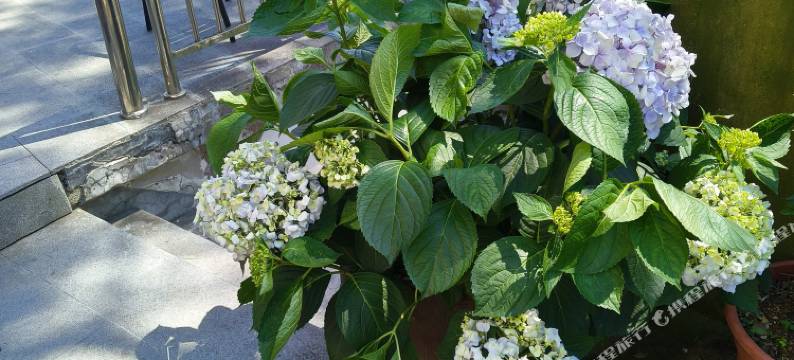 九华山幸芸山庄图片