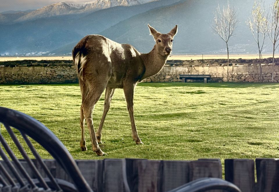 Golden Rhythm Wild Courtyard, Shangri-La Lakeside Ranch