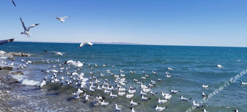 青海湖相约驿站图片