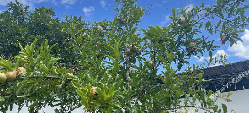 泾县游心居文华酒店图片