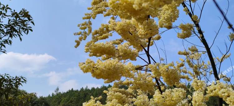 壮瑶宝山苍子民宿图片