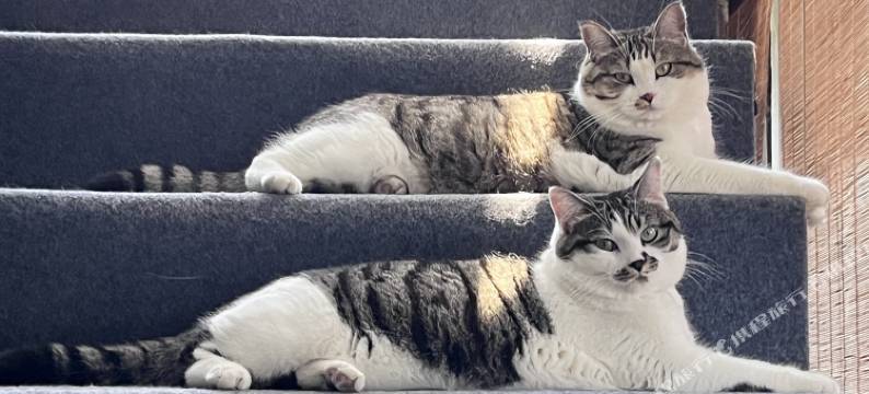 居易·喵居｜There’s a Cat·新中式喵喵美宿(西安城墙钟鼓楼店)图片