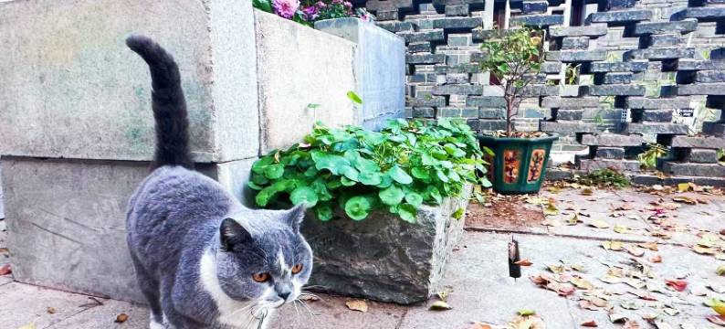 百家岭·乌桕Jiu院子(江南宋城郁孤台店)图片