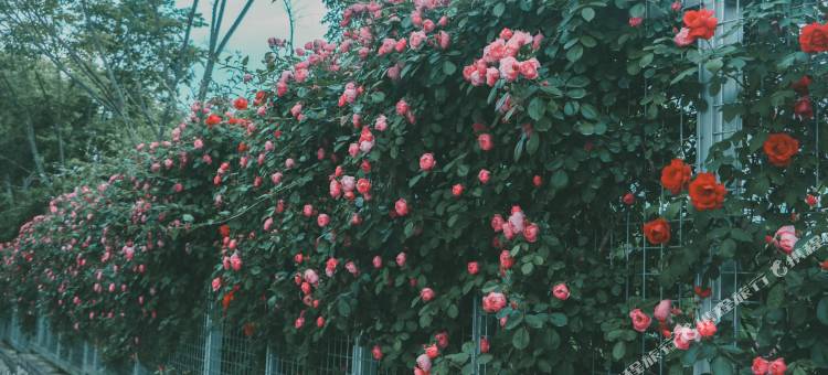 江油逸景乡舍民宿图片