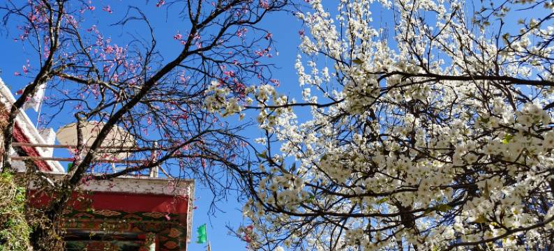 丹巴风在甲居静宿书房图片