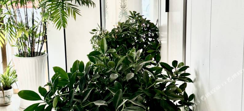 悦客之家民宿图片