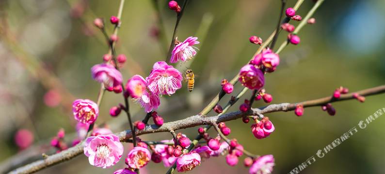 杭州金浦万和伴山酒店(超山风景区店)图片