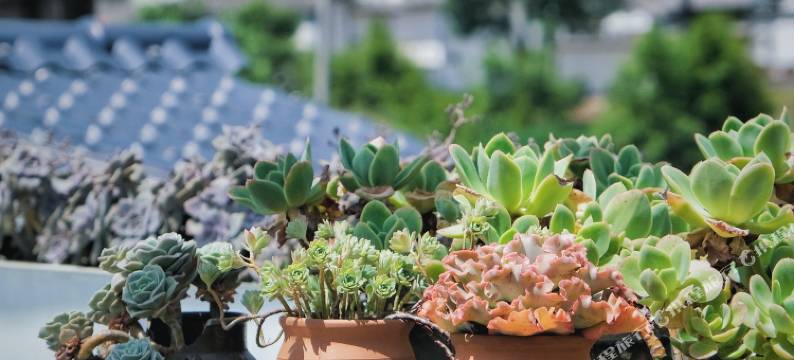 那一世民宿图片