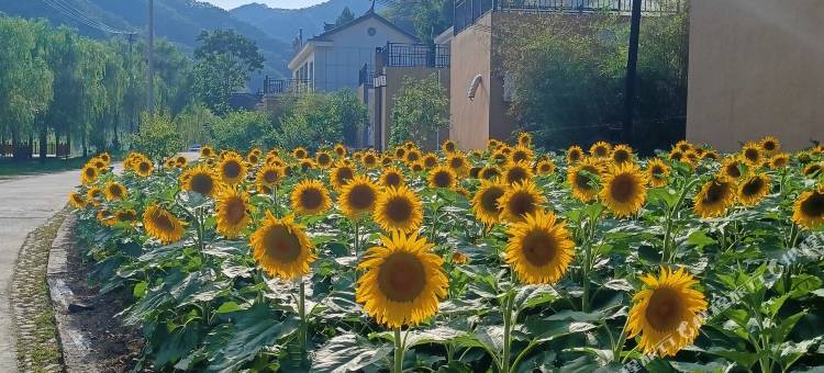 栾川播云山房民宿(铁路小镇店)图片
