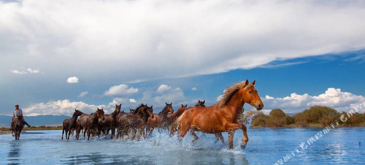 昭苏湿地公园天马浴河野奢营地图片