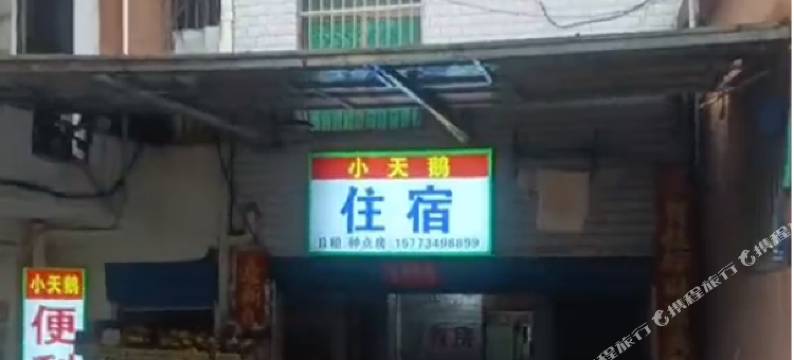 小天鹅住宿图片