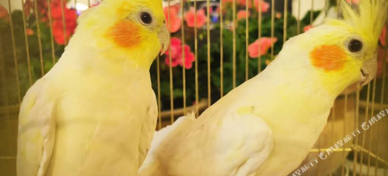 域上花开.花园度假美宿(特克斯八卦城店)图片