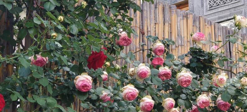 留白温泉小院(牛街店)图片