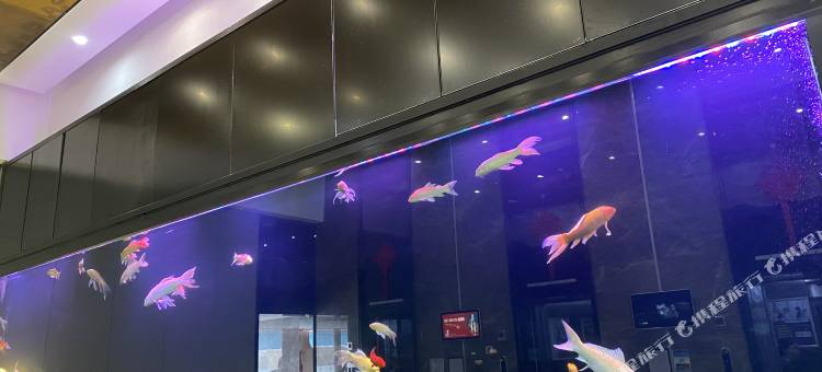 西安高歌国际酒店(大雁塔大唐不夜城店)图片