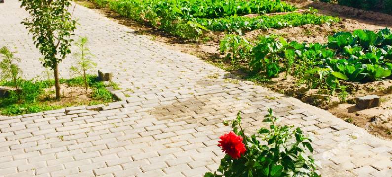 乌兰布统忘归农家院图片