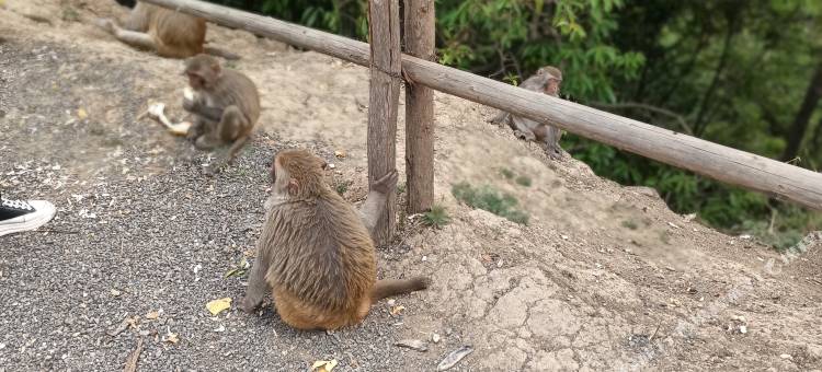 腾冲圆心园客栈图片
