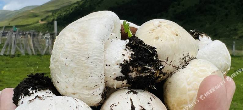 加楚庄园(冷嘎措店)图片