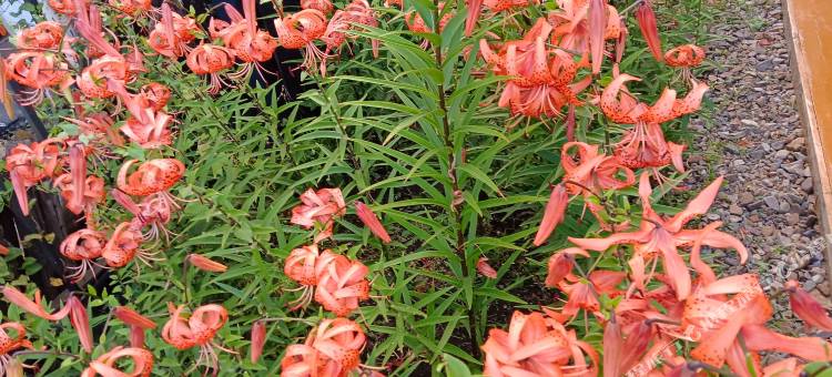 额尔古纳安东之家宾馆图片