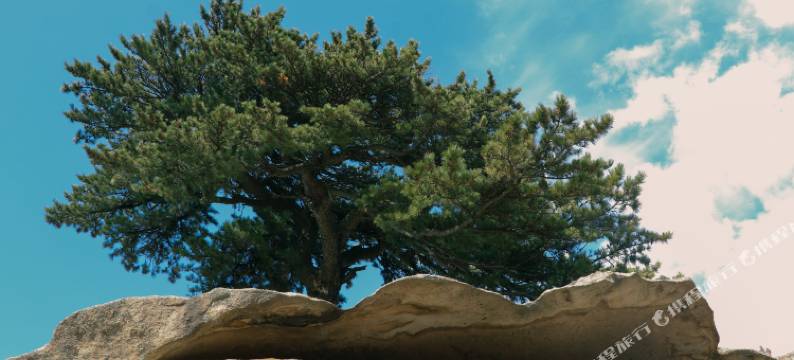 世林·半山居(华山景区游客中心店)图片