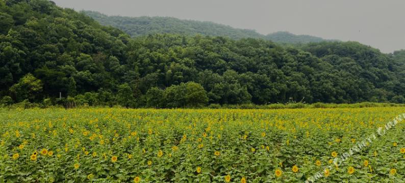 朴宿·所在(新安江店)图片