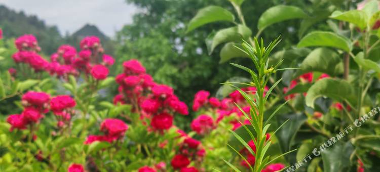 山海民居·nature自然丨休闲美宿(麦积山景区石窟店)图片