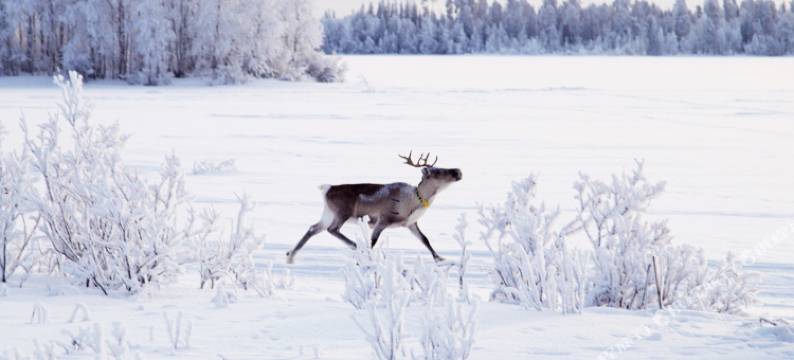 芬兰所慕滑雪度假酒店(Hotelli Suomutunturi)图片