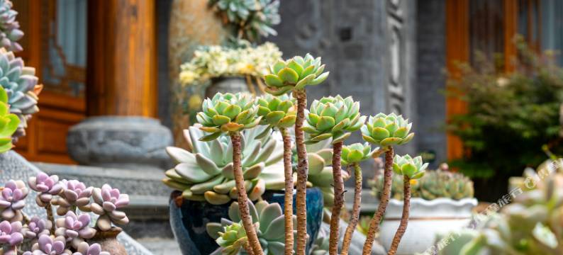 潓水别苑·Garden庭院观景美宿(沙溪古镇店)图片