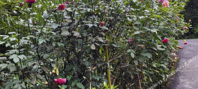 雅安文凤山庄图片