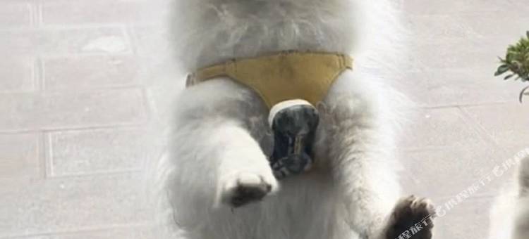 小扣柴扉客栈(束河古镇店)图片