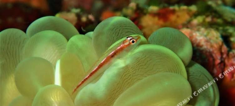 卢克索特阿卡巴海滩度假村及水疗中心仅限15岁以上(Luxotel Aqaba Beach Resort & Spa Only 15 Years Plus)图片