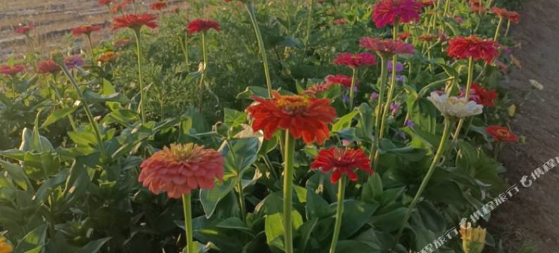 依田·朴宿民宿(月亮地村店)图片