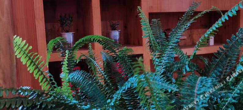 丽江一池莲客栈图片