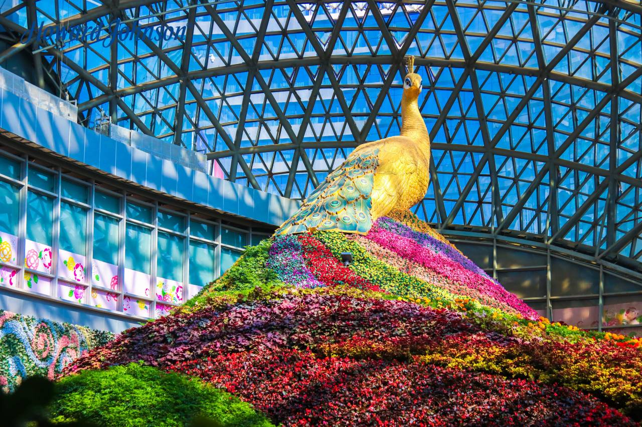 昆明花之城豪生国际大酒店薰衣草苑图片