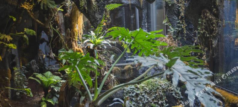 语溪圣景·生态·民宿(南岳衡山风景区南岳大庙店)图片