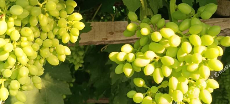 依田·朴宿民宿(月亮地村店)图片