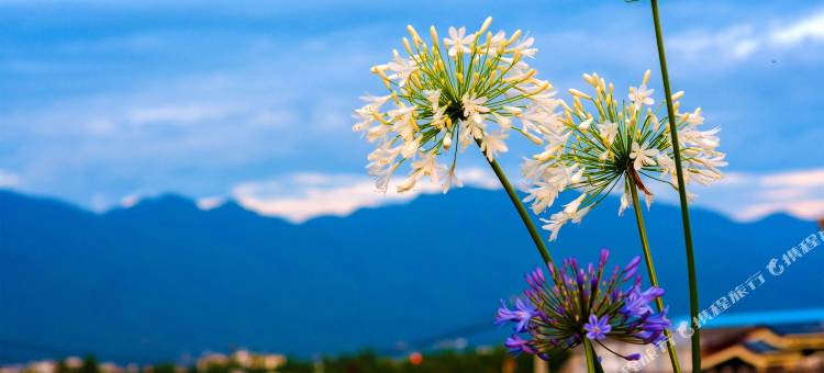 丽江云兮客栈(古城店)图片