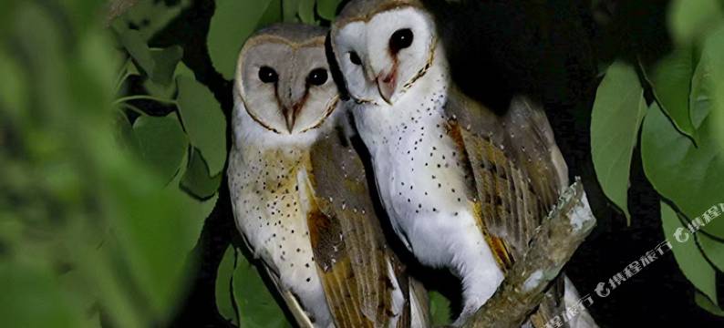 勐腊县勐仑春林宾馆图片