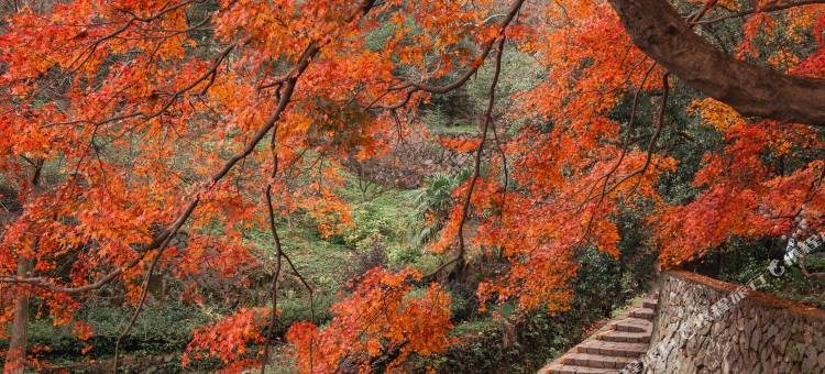 莫干山枫鹃谷忘山别墅图片