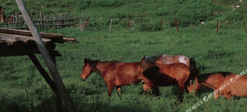 禾木穹庐驿站图片