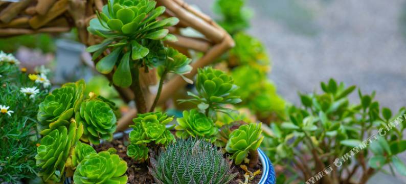 浮椿霜林客栈(丽江古城四方街店)图片